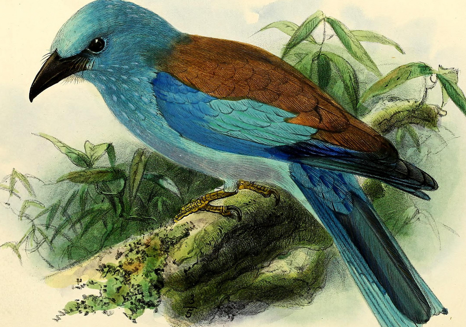 Coracias